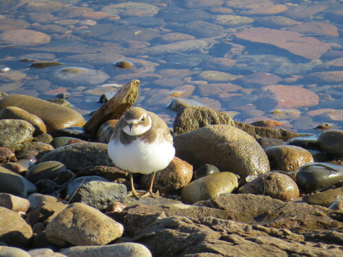 Semipalmated Plover