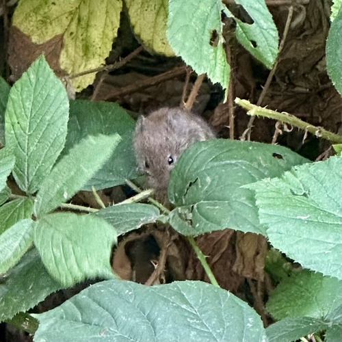 Bank Vole