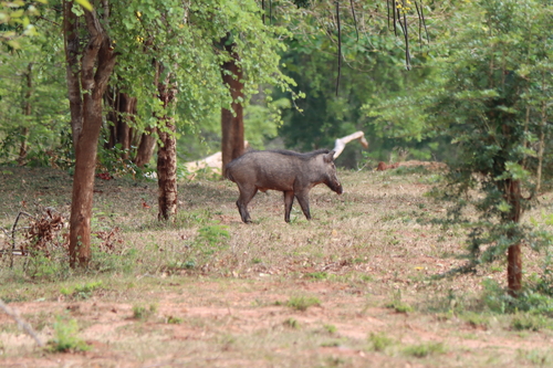 Sri Lankan Wild Boar
