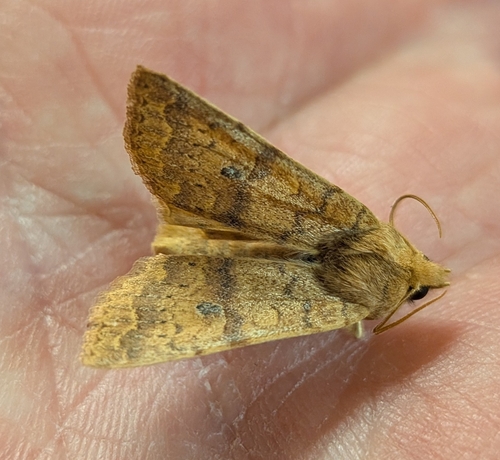 Bicolored Sallow