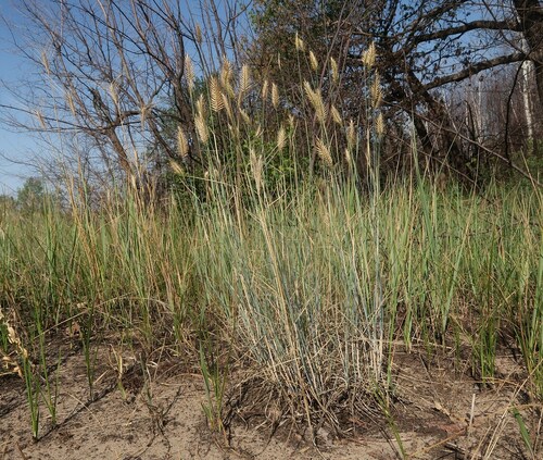 Agropyron cristatum, photograph 2