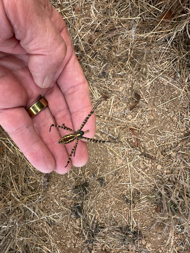 Banded Garden Spider