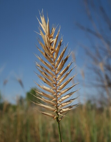 Agropyron cristatum, photograph 3