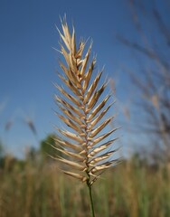 Agropyron cristatum, photograph (c) Tatyana Sova, some rights reserved (CC BY)