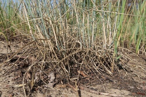 Agropyron cristatum, photograph 4