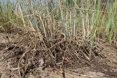Agropyron cristatum, photograph (c) Tatyana Sova, some rights reserved (CC BY)