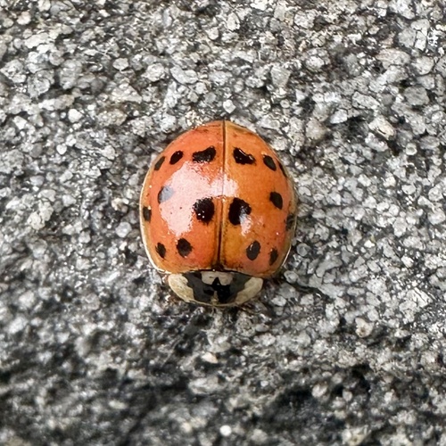 Asian Lady Beetle