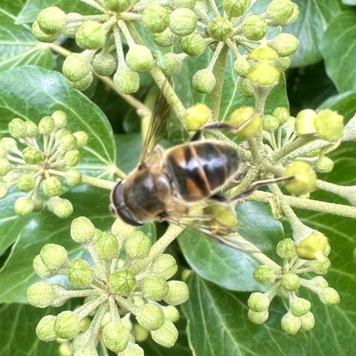 Common Drone Fly