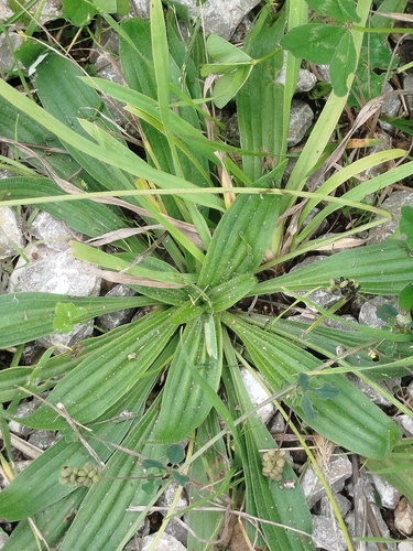 ribwort plantain