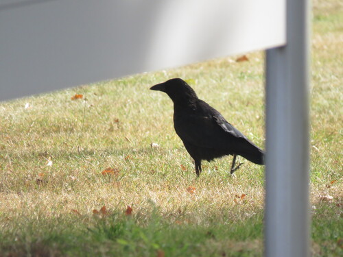 Carrion Crow