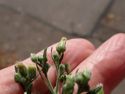 Erigeron sumatrensis, photograph 2