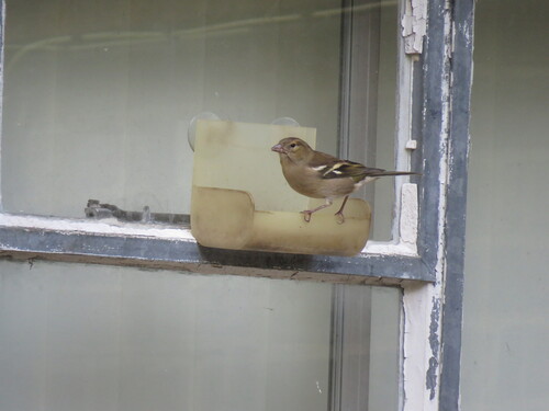 Common Chaffinch