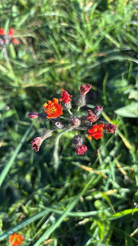orange hawkweed