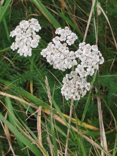 common yarrow
