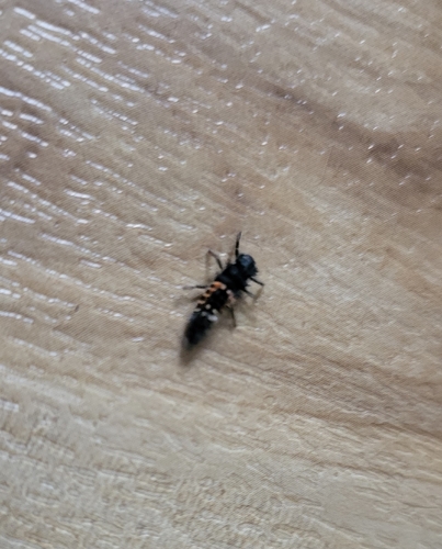 Asian Lady Beetle