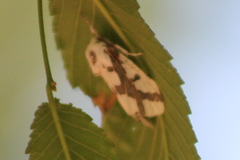 Euerythra phasma