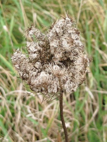 wild carrot