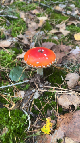 Fly Agaric