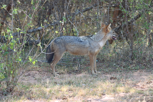 Sri Lankan Jackal