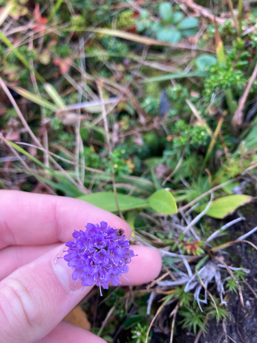 Devil's-bit Scabious