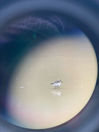 Dunlin