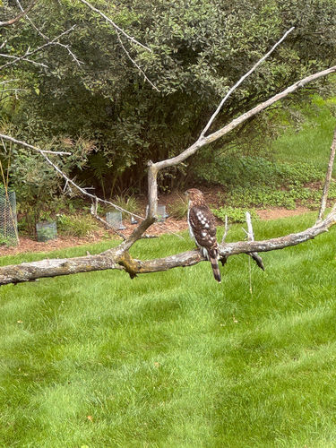 Cooper's Hawk
