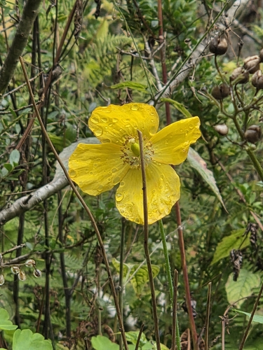 Welsh Poppy