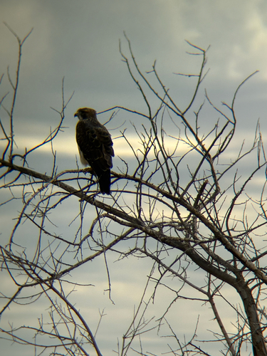 Swainson's Hawk