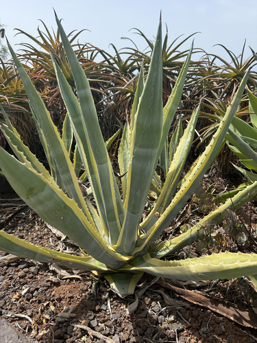 American century plant