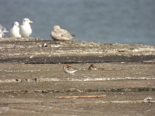 Dunlin
