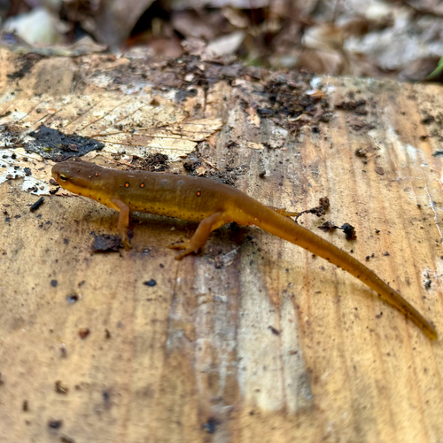 Red-spotted Newt