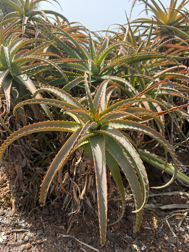 Candelabra Aloe