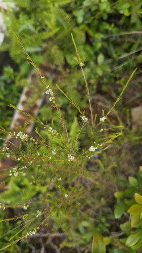 Baeckea frutescens observed 2026-09-13