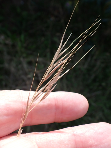 Bromus madritensis, photograph 2