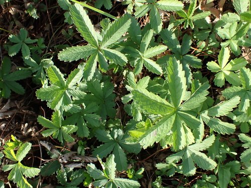Potentilla reptans, photograph 5