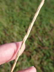Elymus repens, photograph author not stated, no rights reserved