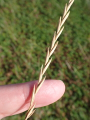 Elymus repens