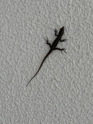 Madeira Lizard