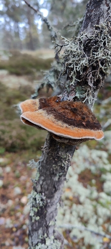 Inocutis rheades
