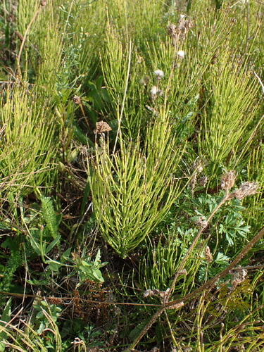 Equisetum arvense, photograph 3