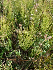 Equisetum arvense, photograph author not stated, no rights reserved