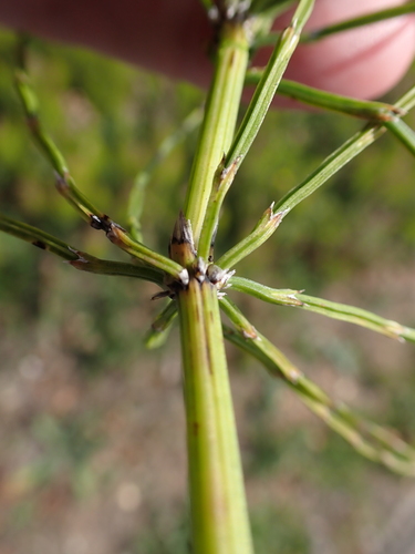 Equisetum arvense, photograph 4