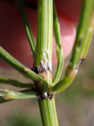Equisetum arvense, photograph 5