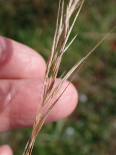 Bromus madritensis, photograph 1