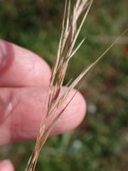 author not stated, no rights reserved Bromus madritensis, photograph author not stated, no rights reserved