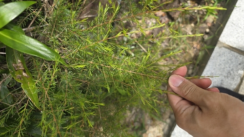 Baeckea frutescens observed 2026-09-13