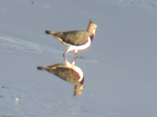 Northern Lapwing