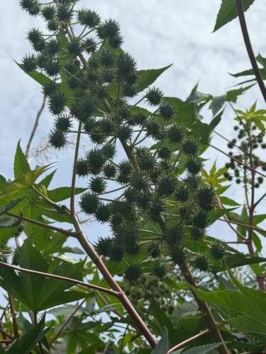 castor bean