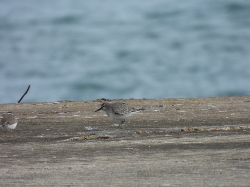Red Knot