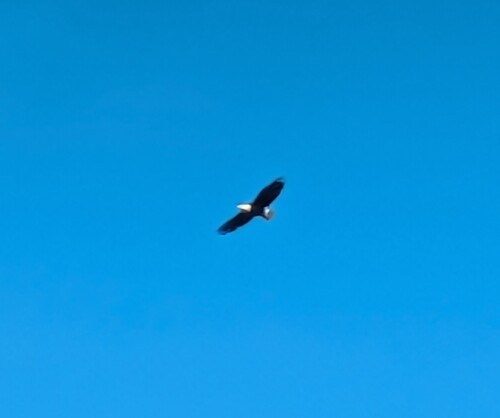 Bald Eagle